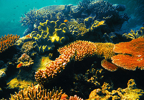 © Fotolia/tanyapuntti Korallen