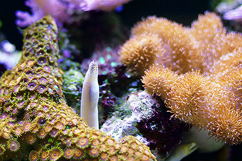 © Fotolia/tanyapuntti Korallen