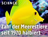 Fisch
