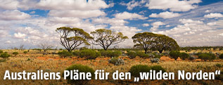 Wüstenlandschaft im Northern Territory