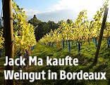 Weinreben