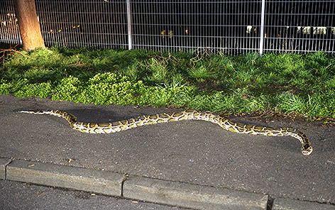 Ein rund vier Meter langer Python liegt auf einem Parkplatz in Lorch, Baden-Württemberg
