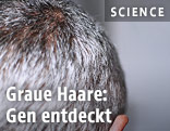 Hinterkopf eines grauhaarigen Mannes