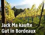 Weinreben