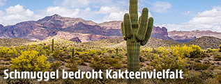 Saguaro-Kaktus