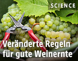 Weinschere und Weintrauben