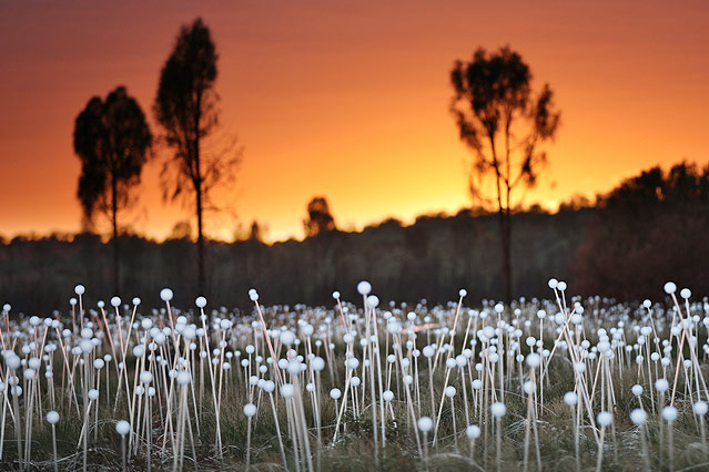 © www.dam.voyages.com.au Das Projekt "Field of Light" des britischen Lichtdesigners Bruce Munro vor dem Ayers Rock in Australien