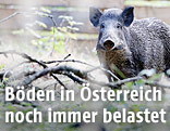 Wildschwein