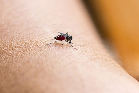 © Fotolia/kurapy Gelse sitzt auf einem Arm und sticht