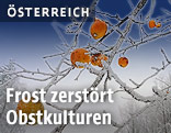 Obst im Schnee