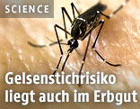 Gelse sitzt auf einem Arm und sticht