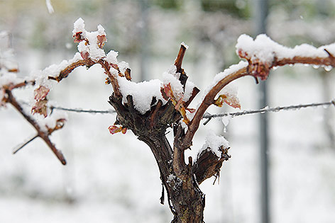 © APA/Franz Fink Ast im Schnee