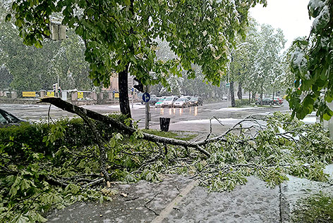 © APA/Michael Walcher Umgestürzter Baum