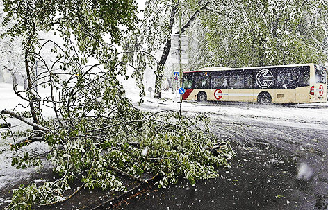 © APA/Gert Eggenberger Abgebrochener Ast auf Straße