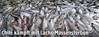 Tote Lachse