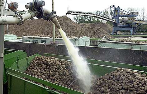 © APA/dpa/Roland Scheidemann Zuckerrüben werden gewaschen