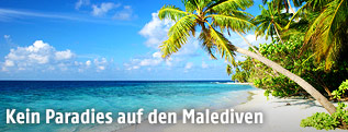Palmenstrand auf den Malediven