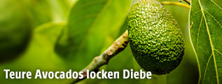 Eine Avocado hängt am Baum