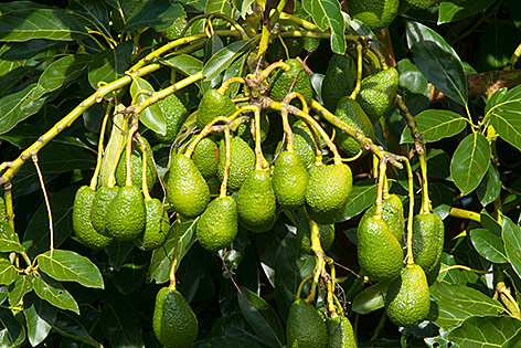 © picturedesk.com/Steffen & Alexandra Sailer/Mary Evans Avocados hängen auf einem Baum