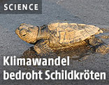 Schildkröte