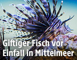 Feuerfisch