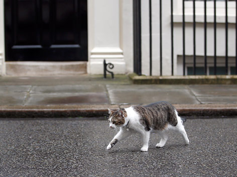 © Reuters/Peter Nicholls Larry, die Downing-Street-Katze