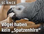 Papagei