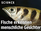 Schützenfisch