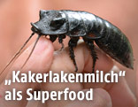 Kakerlake