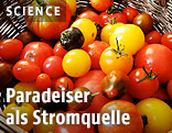 Tomaten
