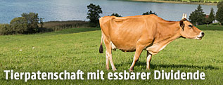 Kuh auf der Wiese