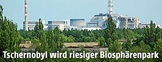 Bäume in der Nähe des AKWs von Tschernobyl