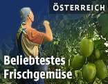 Paradeiserernte