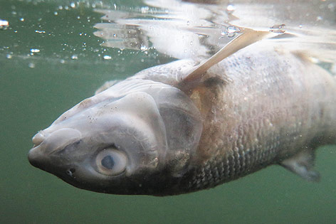 © APA/AFP/Yellowstone Newspaper/ D'Antuono Toter Fisch