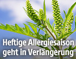 Ragweed