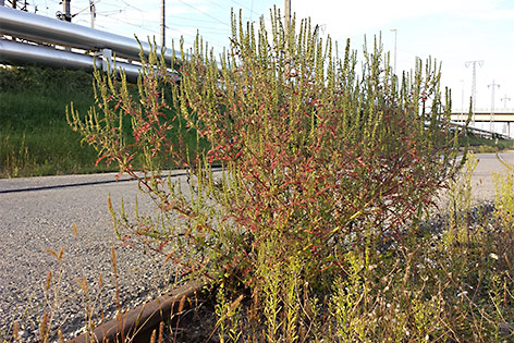 Ragweed am Straßenrand in Floridsdorf