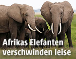 Elefanten