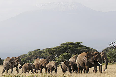 © Reuters/Goran Tomasevic Elefanten vor dem Kilimanjaro