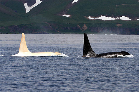 © APA/Ferop weiße Orcas