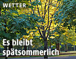 Bäume im Prater