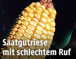 Maiskolben