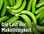 Grüne Bananenstauden
