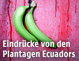 Bananenplantage in Ecuador