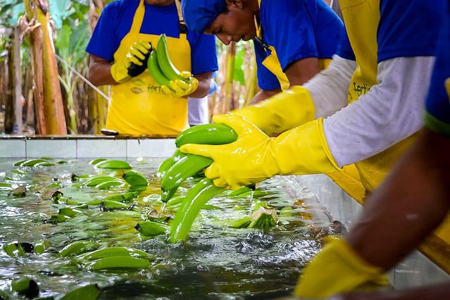 © ORF.at/Valentin Simettinger Bananenplantage in Ecuador
