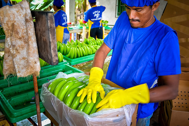 © ORF.at/Valentin Simettinger Bananenplantage in Ecuador