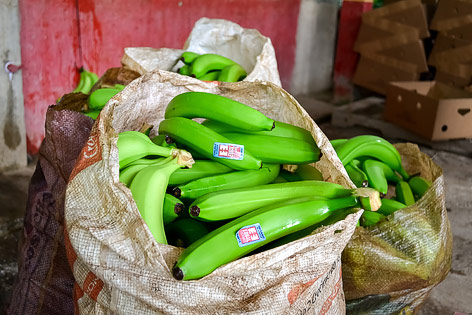 © ORF.at/Valentin Simettinger Ausschussware von Bananen in einem Sack