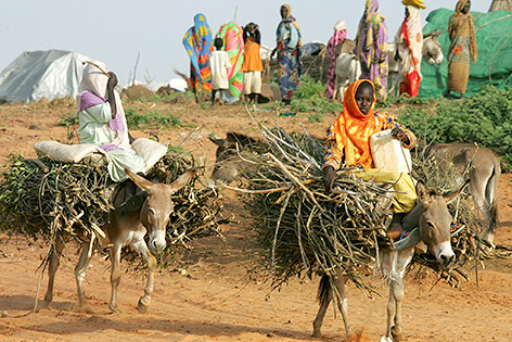 © APA/AFP/Cris Bouroncle Sudanesische Mädchen transportieren Brennholz mit Eseln