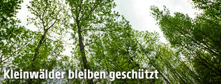 Wald