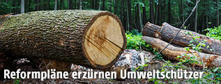 Stapel Holz in einem Wald in Niederösterreich