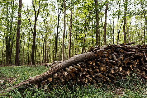 © ORF.at/Dominique Hammer Wald und Brennholz